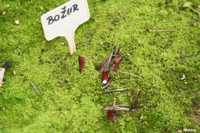 božur